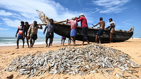 India's fish production hits a record 197 lakh tonnes in FY25. 4.76 lakh KCCs distributed, and export targets set for ₹62,408 crore.