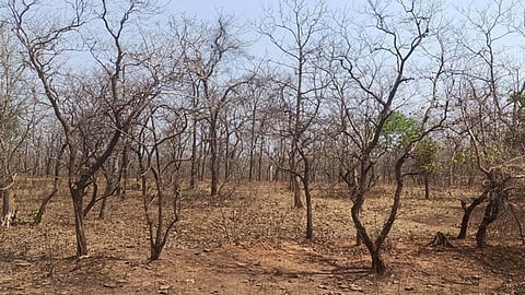 Massive forest destruction in Gadchiroli as illegal tree felling rises. Activists demand strict action and awareness to save the green cover.