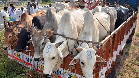 Jalna police busted a cattle smuggling operation, seized goods worth Rs 7 lakh, and arrested the driver.