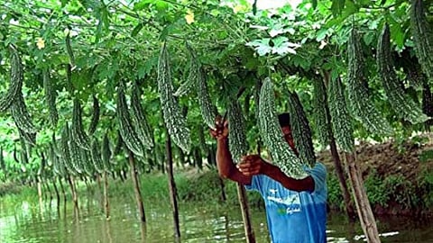 Harvested in 60 days, earning potential year-round; bitter gourd cultivation has become a profitable venture for farmers in Nashik.