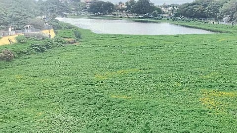 Battle for the Godavari before Kumbh Mela: Rs 43 lakh plan to remove water hyacinths, 15 gram panchayats to receive boats.
