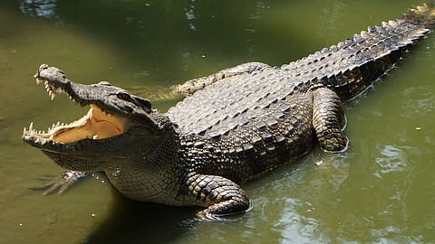 The abundance of crocodiles in the reservoirs of Pench Tiger Reserve has increased! 65 crocodiles were spotted in the annual census.