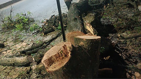 Pune Riverfront Tree Cutting Protest