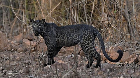 A rare black leopard has been spotted for the first time at Wardha's Bor Tiger Reserve.