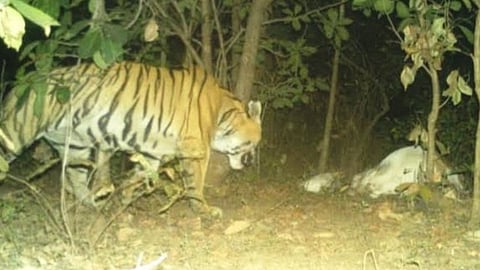 Tiger kills cow in Chulatdoh, Tumsar. Tigress and cubs spotted near Khapa-Hasara road. Forest department installs trap cameras and issues high alert for villagers.
