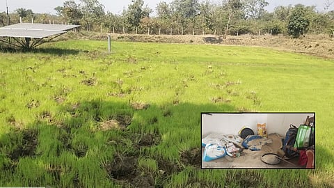 Wild elephants rampage in Armori, Gadchiroli. Crops and fruit orchards worth lakhs of rupees are destroyed in Chamorshi Mal.
