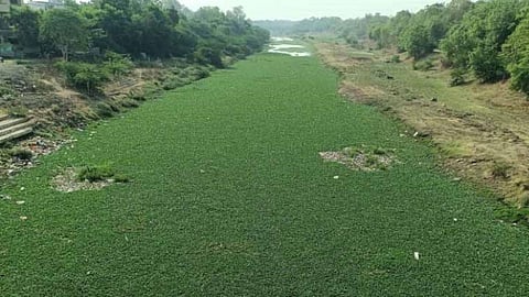 Water hyacinth covers Akola's Morna river, leading to a massive mosquito surge. Despite Mayor Sharda Khedkar's orders, administrative delay in cleaning has sparked public health concerns.