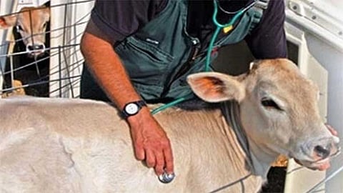 Akola's veterinary services are in shambles with over 50% of staff positions vacant. 3.72 lakh livestock suffer due to lack of doctors and modern equipment in 73 hospitals.