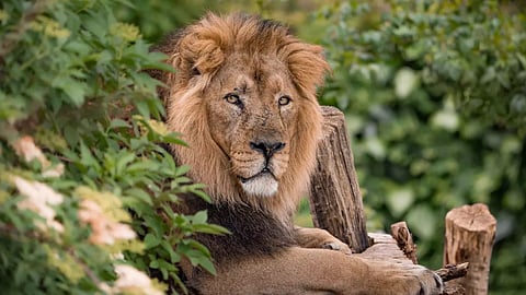 Asiatic Lion