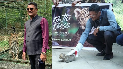 मुंबई लेपर्ड न्यूज, Bittu Boss leopard death, Sanjay Gandhi National Park leopard, Pratap Sarnaik adopted leopard, Mumbai leopard news