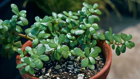 Money Plant Se Bhi Jyada Powerful Paudha