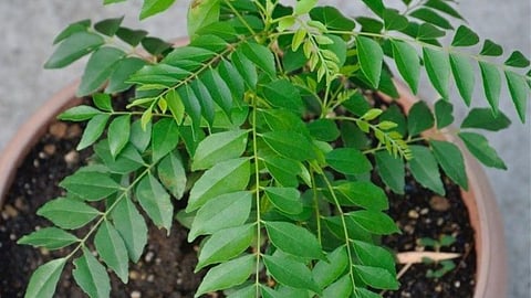 Homemade Fertilizer For Curry Leaves