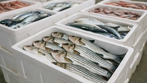 Fish Export