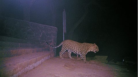 Neglected artificial ponds in Gondia forests leave wildlife thirsty. Animals entering villages face stray dog attacks; locals demand urgent water supply from Forest Dept.