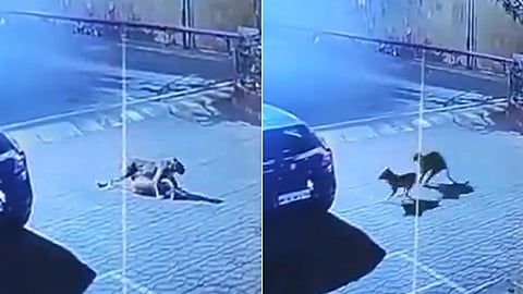 Leopard Dog Attack Video Goregaon