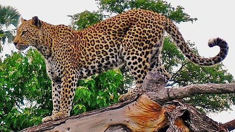 Maharashtra Leopard Transfer Vantara