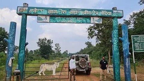 महाराष्ट्र टाइगर रिजर्व पर्यटन, Navegaon Nagzira Tiger Reserve news, Murdoli gate reopening demand