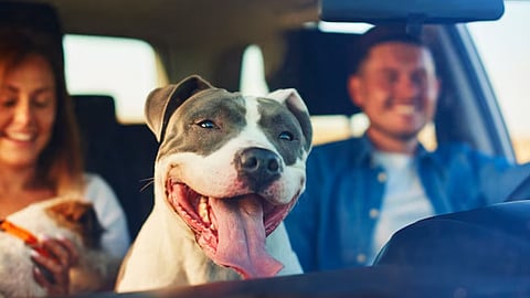 Travel Just Got More Fun Cars Are Best for Your Pets.