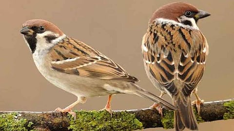 Save Sparrow Initiative Navi Mumbai