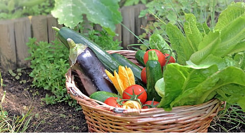 Summer Season Vegetables