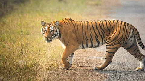 Human-wildlife conflict in Bhandara has caused losses over 7.33 crore. With 6,417 incidents of crop and livestock damage, villagers living near tiger reserves are in constant fear.