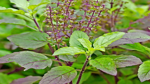 Tulsi Leaves For Money Gain