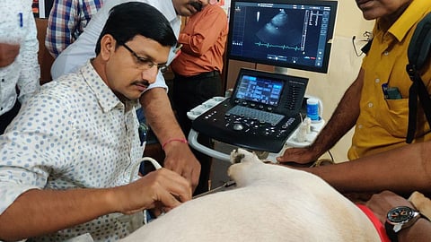 Veterinary staff shortage Maharashtra