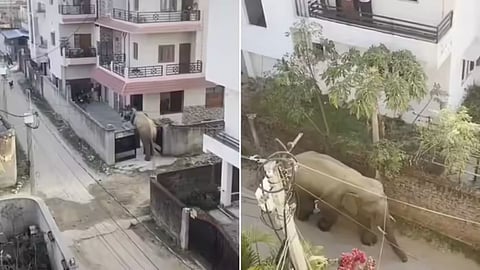 A video of an elephant entering a residential area in Ranchi’s Kalyanpur has gone viral, leaving locals frightened.