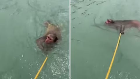 A rafting team in Rishikesh rescued a drowning monkey, showcasing true humanity.
