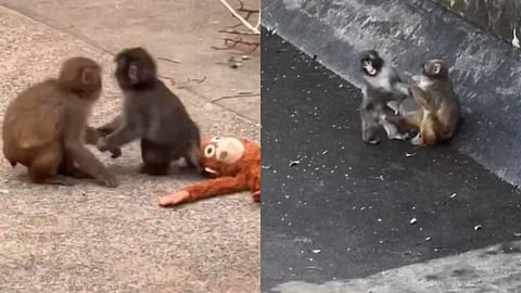 Punch, the once-lonely macaque, has now found companionship with Momo-chan.