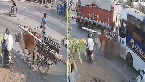 Wakod Bullock Cart Crash Video