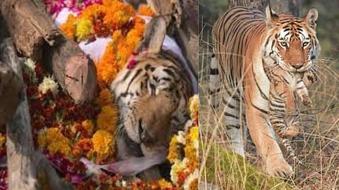 Relive the legacy of 'Collarwali' (T-15), the Super Mom of Pench Tiger Reserve, who holds the world record for giving birth to 29 cubs. A tribute to India's most famous tigress.