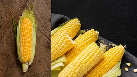 Corn Buying Tips And Food Safety