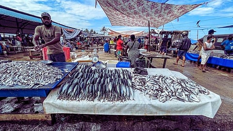 Bhandara district scales new heights in freshwater fish production.