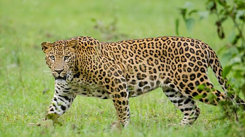 Successful rescue of a 4-5 year old female leopard from a well in Bangaon, Yavatmal.