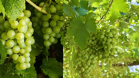 Impact of War: International Conflict Poses Crisis for Nashik's Grape Exports; Containers Returned from Port