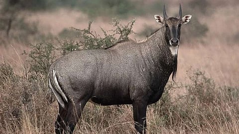 महाराष्ट्र वन विभाग खबर, Nilgai poaching case, Yavatmal wildlife news