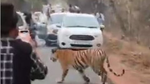 Forest department files case against tourists for harrassing a tiger on Padmapur-Moharli road near Tadoba. Viral video shows people taking risky selfies.