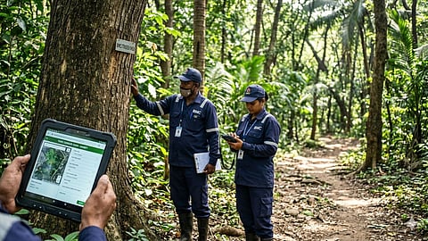 BMC Tree Census