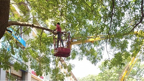 Mumbai BMC Tree Pruning Monsoon Safety Drive