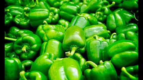 Capsicum For Weight Loss: