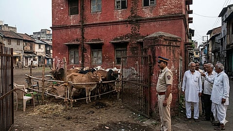 Nagpur Cows Rescue From Smugglers