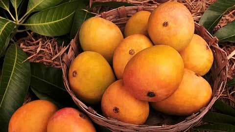 hapus-mango-season-short-konkan-production-drop-price-rise