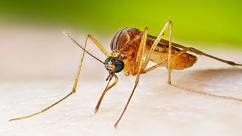 maharashtra-japanese-encephalitis-vaccination-drive-update