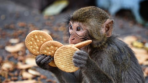 Maharashtra Forest Department Monkey Reward