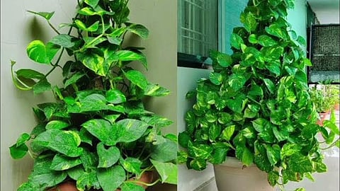 Money Plant Vastu Direction