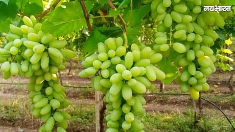 Grapes Export Decline: Massive 35% Drop in Nashik Grape Exports; Rain and War Break the Farmers' Backs