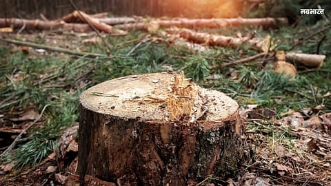 Nashik's 'Environmental Mahakumbh': Citizens to Take to the Streets to Save Trees Being Sacrificed on the Altar of Development.