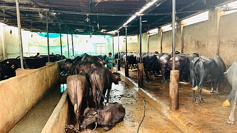 Curbs Imposed on Arbitrary Practices by Stable Owners in Nashik; No Leniency for Those Disposing of Dung in Drains Mayor Issues Strict Directives