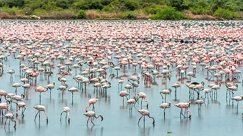 nerul-flamingo-lake-pollution-water-test-navi-mumbai-alert